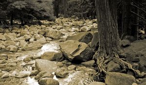 Preview wallpaper stones, river, tree, roots, trunk, black-and-white