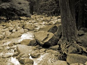 Preview wallpaper stones, river, tree, roots, trunk, black-and-white