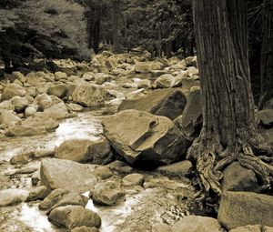 Preview wallpaper stones, river, tree, roots, trunk, black-and-white