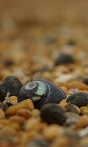 Preview wallpaper stones, shells, blur, macro