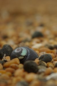 Preview wallpaper stones, shells, blur, macro