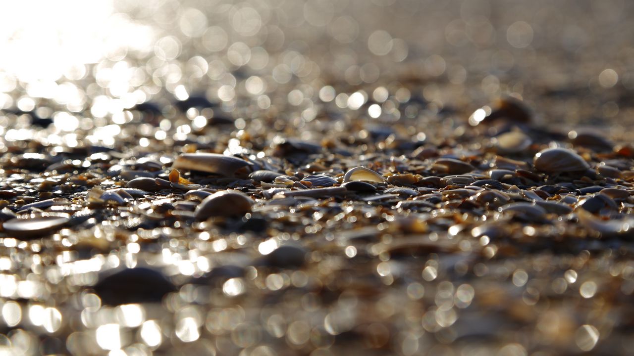 Wallpaper stones, shells, glare