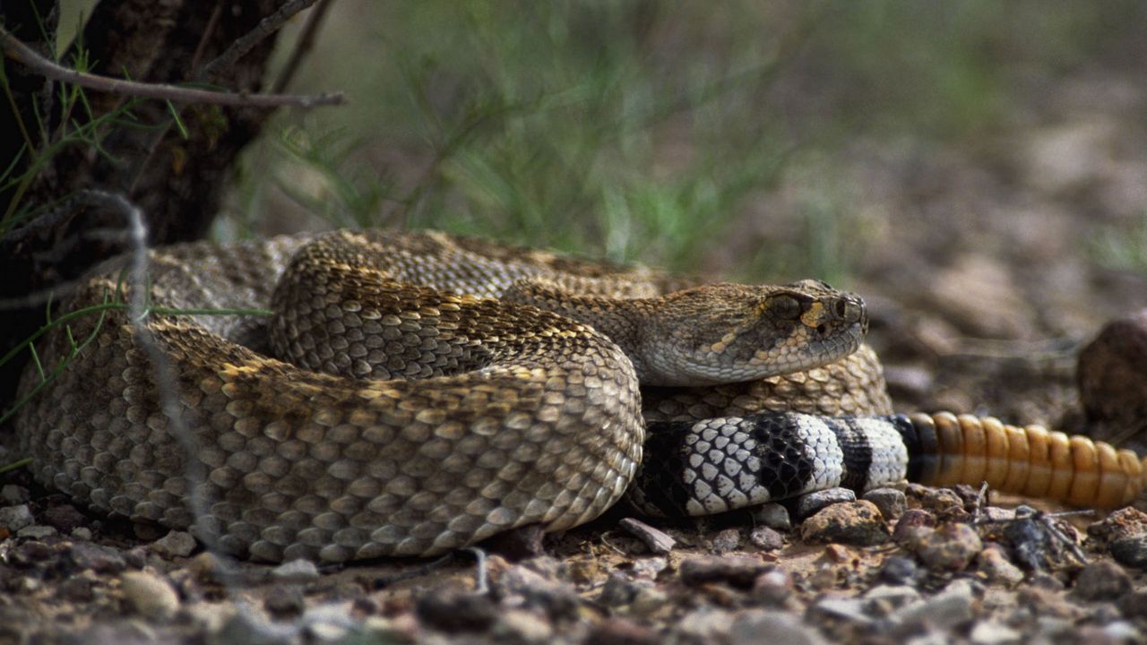 Wallpaper stones, snake, color, eyes