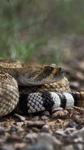 Preview wallpaper stones, snake, color, eyes