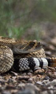 Preview wallpaper stones, snake, color, eyes