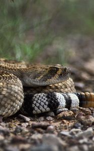 Preview wallpaper stones, snake, color, eyes