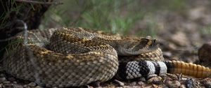 Preview wallpaper stones, snake, color, eyes