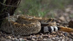 Preview wallpaper stones, snake, color, eyes