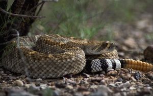 Preview wallpaper stones, snake, color, eyes