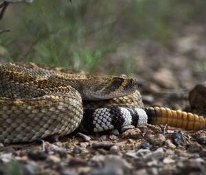 Preview wallpaper stones, snake, color, eyes