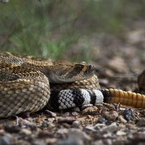 Preview wallpaper stones, snake, color, eyes