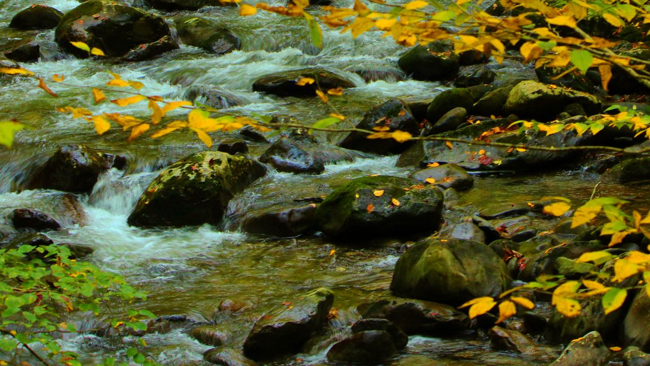Wallpaper stones, stream, branches