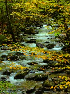 Preview wallpaper stones, stream, branches