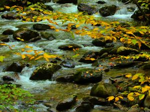 Preview wallpaper stones, stream, branches