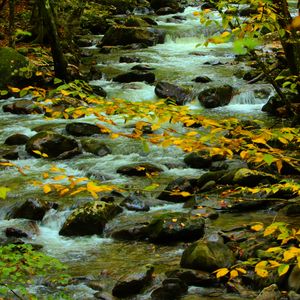 Preview wallpaper stones, stream, branches