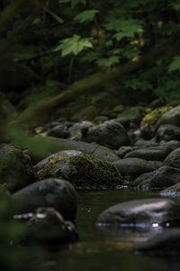 Preview wallpaper stones, stream, moss, leaves, nature