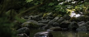 Preview wallpaper stones, stream, moss, leaves, nature