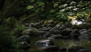 Preview wallpaper stones, stream, moss, leaves, nature