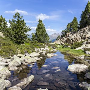 Preview wallpaper stones, stream, trees