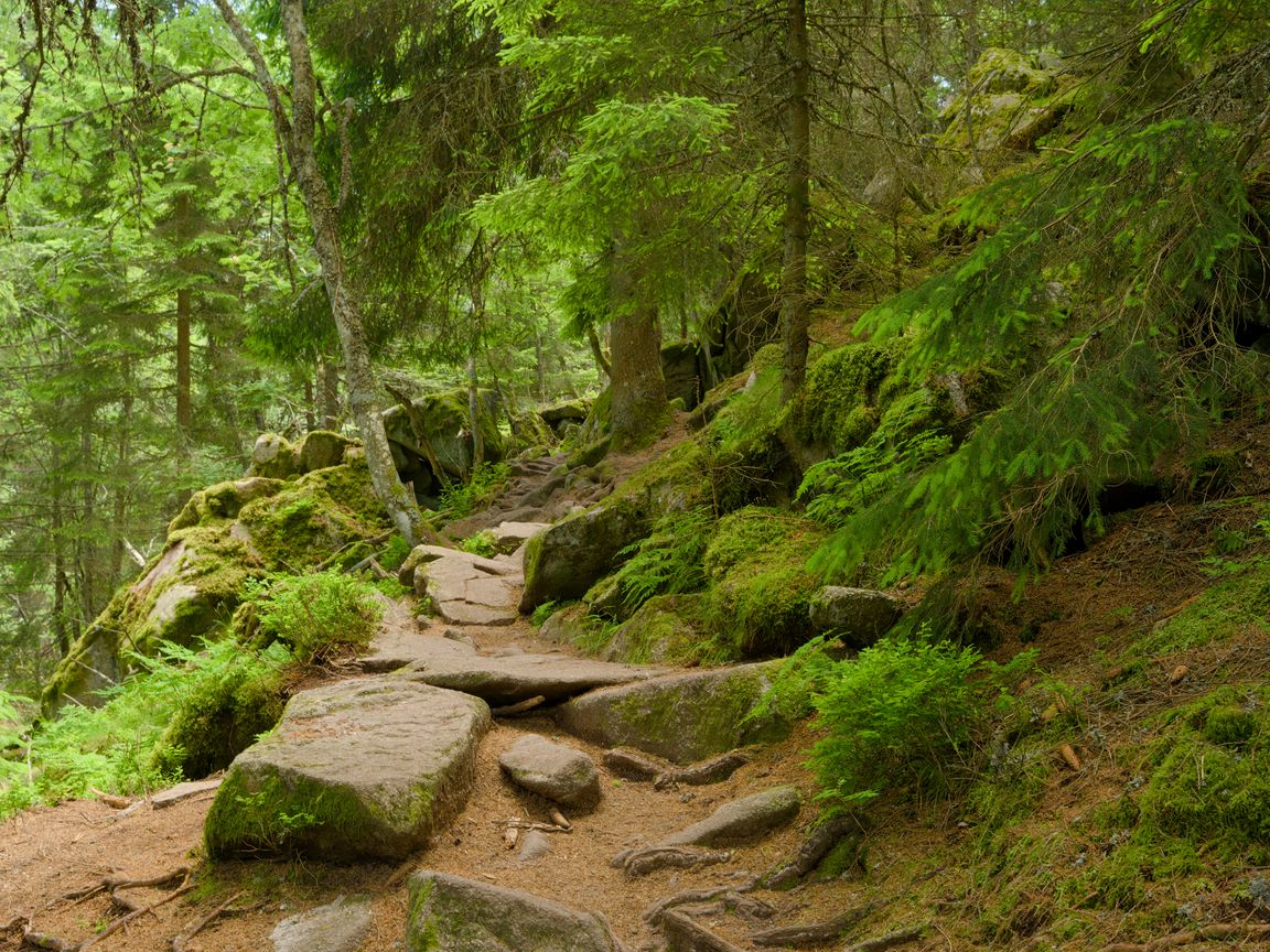1152x864 Wallpaper stones, trees, bushes, moss, forest, nature