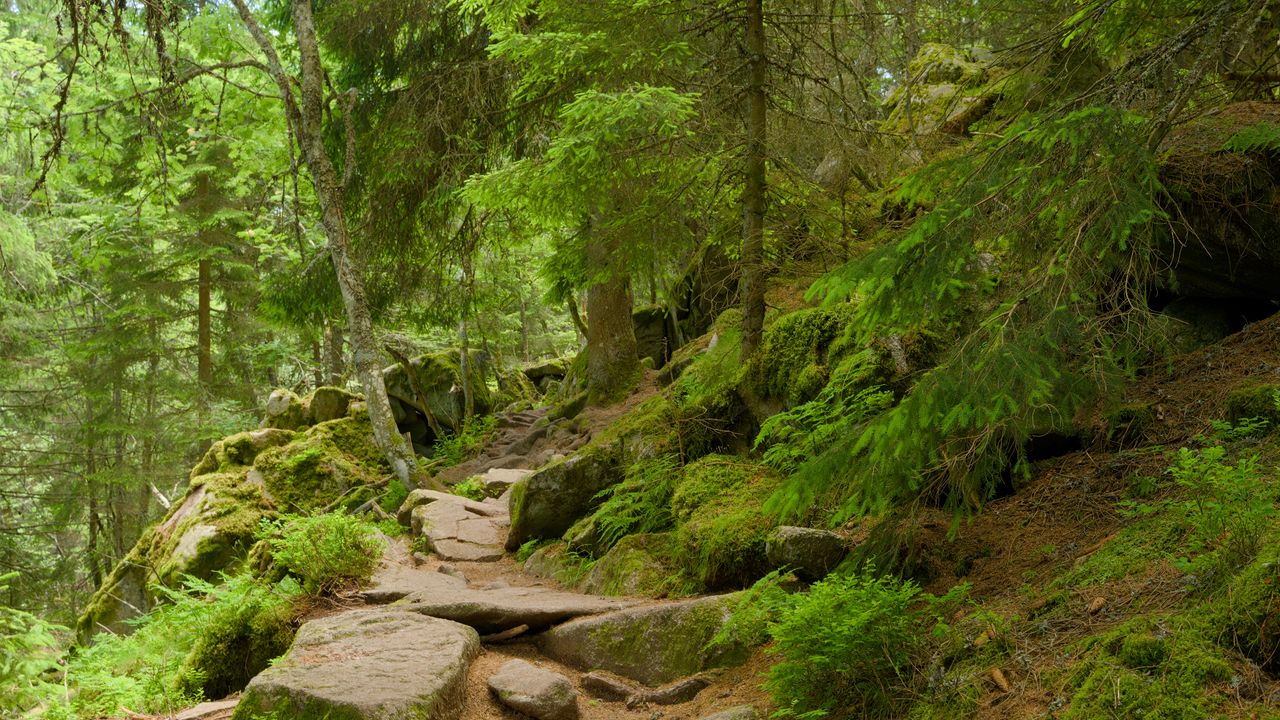 Wallpaper stones, trees, bushes, moss, forest, nature