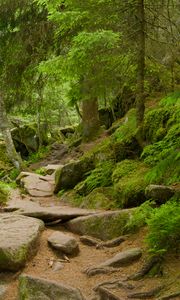 Preview wallpaper stones, trees, bushes, moss, forest, nature