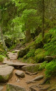 Preview wallpaper stones, trees, bushes, moss, forest, nature
