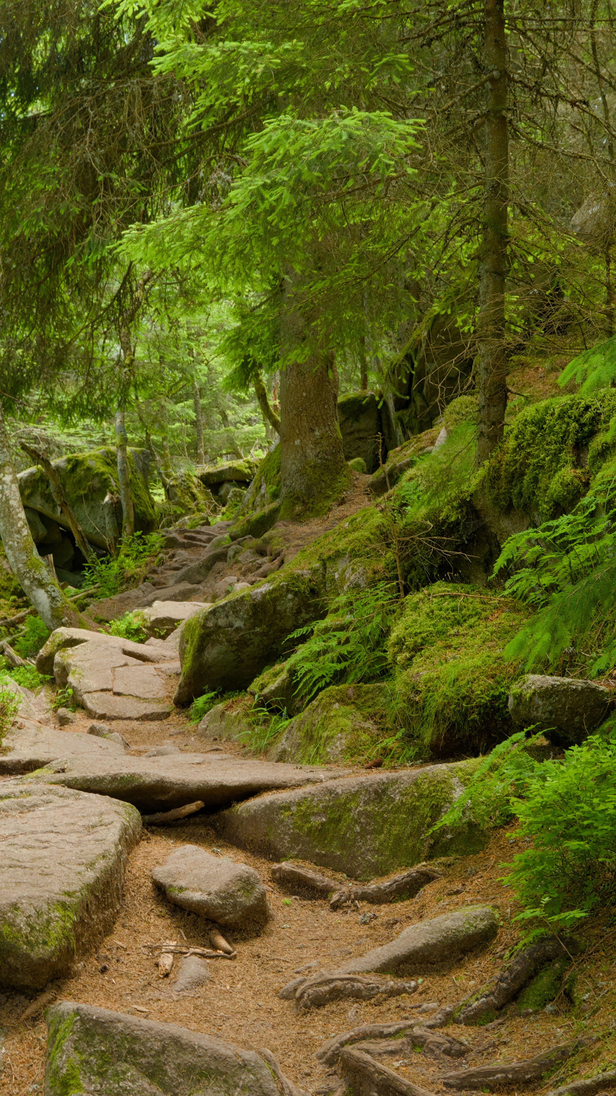 2160x3840 Wallpaper stones, trees, bushes, moss, forest, nature