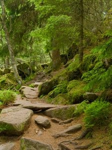 Preview wallpaper stones, trees, bushes, moss, forest, nature