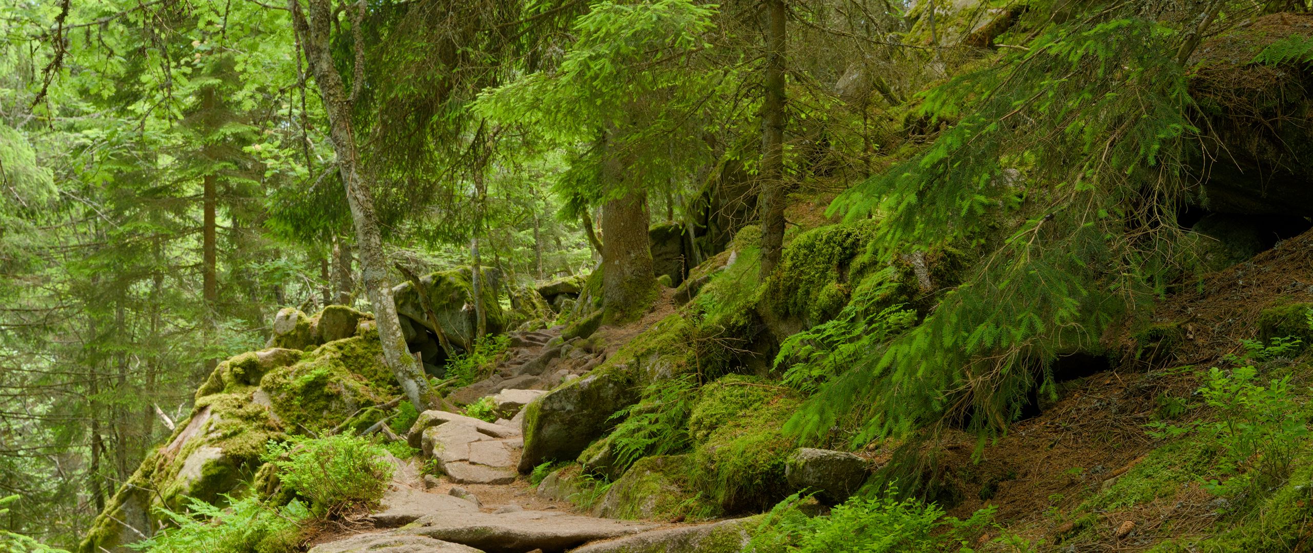 2560x1080 Wallpaper stones, trees, bushes, moss, forest, nature