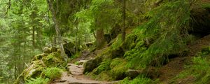 Preview wallpaper stones, trees, bushes, moss, forest, nature