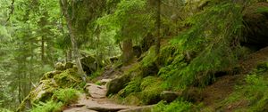Preview wallpaper stones, trees, bushes, moss, forest, nature