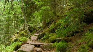 Preview wallpaper stones, trees, bushes, moss, forest, nature