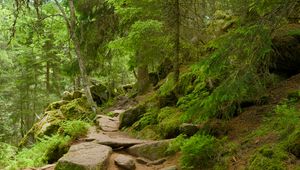 Preview wallpaper stones, trees, bushes, moss, forest, nature