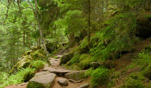 Preview wallpaper stones, trees, bushes, moss, forest, nature