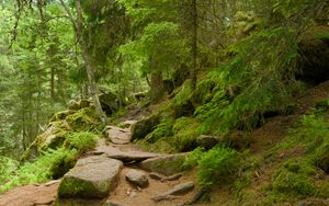 Preview wallpaper stones, trees, bushes, moss, forest, nature