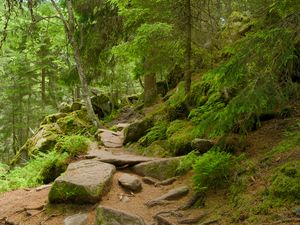 Preview wallpaper stones, trees, bushes, moss, forest, nature