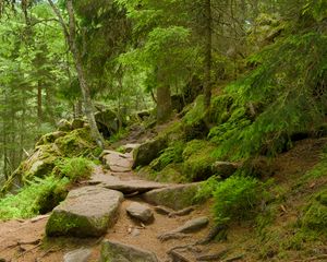 Preview wallpaper stones, trees, bushes, moss, forest, nature