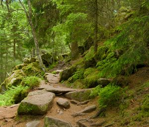 Preview wallpaper stones, trees, bushes, moss, forest, nature