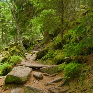 Preview wallpaper stones, trees, bushes, moss, forest, nature