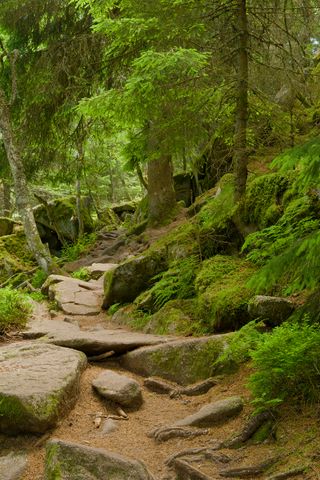320x480 Wallpaper stones, trees, bushes, moss, forest, nature