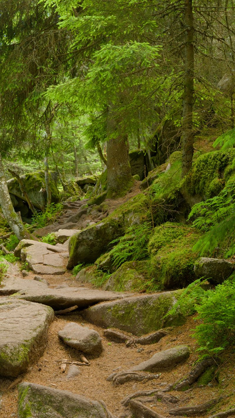 800x1420 Wallpaper stones, trees, bushes, moss, forest, nature