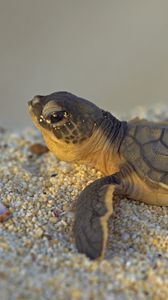 Preview wallpaper stones, turtle, small, sea