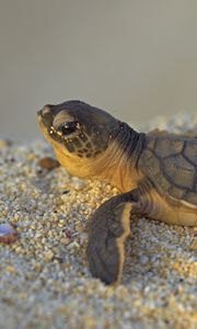 Preview wallpaper stones, turtle, small, sea