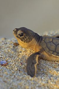 Preview wallpaper stones, turtle, small, sea