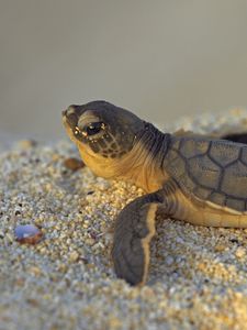 Preview wallpaper stones, turtle, small, sea