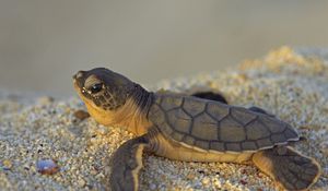 Preview wallpaper stones, turtle, small, sea