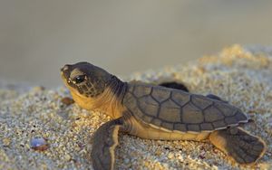 Preview wallpaper stones, turtle, small, sea