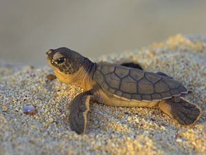 Preview wallpaper stones, turtle, small, sea