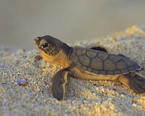 Preview wallpaper stones, turtle, small, sea